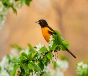 BaltimoreOriole001